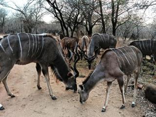Nalas Rest at Kruger - Marloth Park - 7