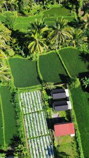 PANORAMA BUNGALOWs - Tetebatu - 8