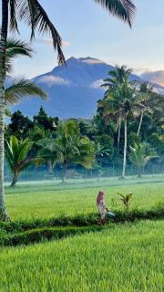 PANORAMA BUNGALOWs - Tetebatu - 6