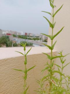 Nearest apartement to the airport for comfortort - Zemmour Touirza - 7