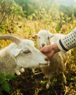 Unique stay with farm animals and stunning views Tiny House in Telemark - Notodden - 8