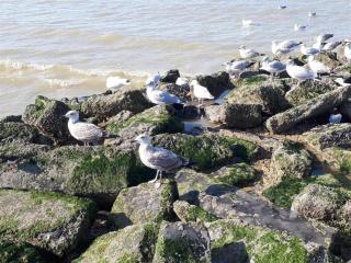 Sunny Stay for Four in Koksijde, cleaning included - Koksijde - 3