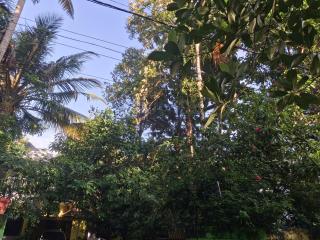 Greens Homestay Varkala - Varkala - 4