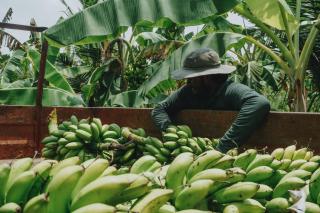 The Coconut Experience Eco Lodge - - 5