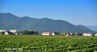 COLMARandCo au coeur des vignes - Ingersheim - 9