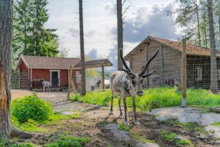 Poro-Piha Reindeer Yard - Kokkola - 9