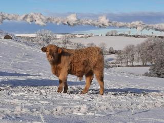 Cantal maison individuelle - 6