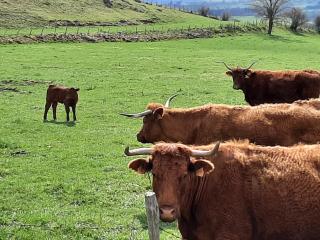 Cantal maison individuelle - - 4