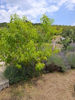 Banin - Skradin - 5