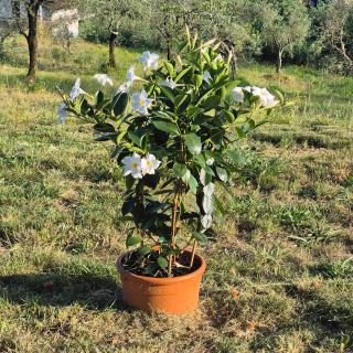 Rdm affittacamere - Albiano - 5