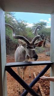 Lion's Pride - Marloth Park - Marloth Park - 9