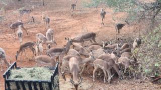Lion's Pride - Marloth Park - Marloth Park - 7
