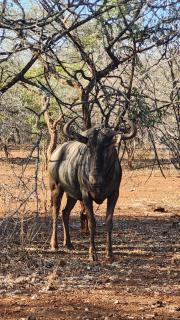 Lion's Pride - Marloth Park - Marloth Park - 5