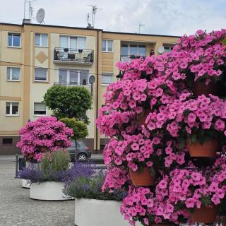 Rynek-Centrum - Olsztynek - 2