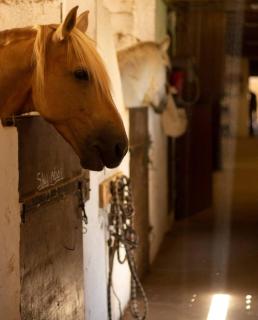 Le Bureau du Haras, Bouillargues - 9