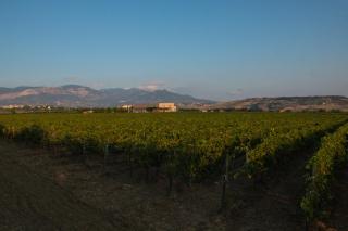 Tenuta Tre Gemme in Cantina- Renascenzia SantIrene - Catignano - 1