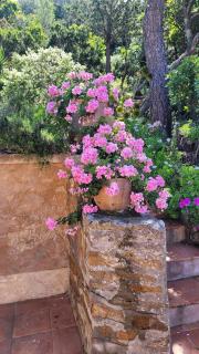 Villa Calypso - Hyères - 7