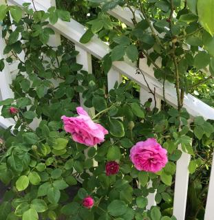 Villa Rosenborg B&B - 2