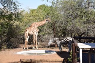 Khumbula iAfrica 2 - Marloth Park - 4