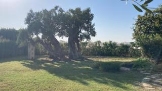 The centuries olive trees - Faccia di Trippa - 7