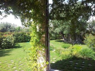 The centuries olive trees - Faccia di Trippa - 6