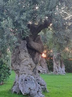 The centuries olive trees - Faccia di Trippa - 2