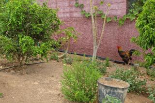 Paraiso Madeira - Suites - Gaula - 5