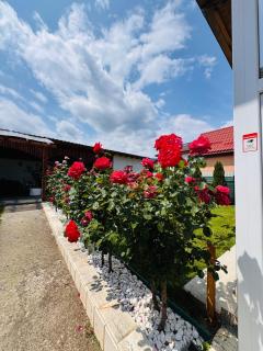 Casa Teo - Călimăneşti - 1
