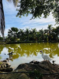Cerca de Neiva Hermosa Casa Campestre con Piscina Natural - Rivera - 7