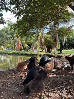 Cerca de Neiva Hermosa Casa Campestre con Piscina Natural - 6
