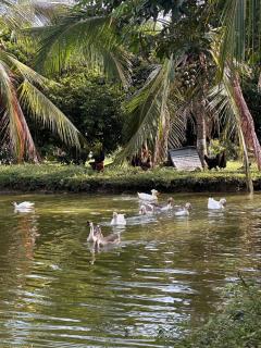 Cerca de Neiva Hermosa Casa Campestre con Piscina Natural - Rivera - 1