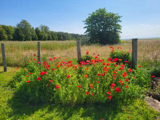 Cathrins Boddenblick - Wustrow - 3