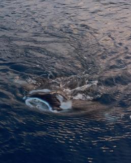 Sea Fans Homestay - 0