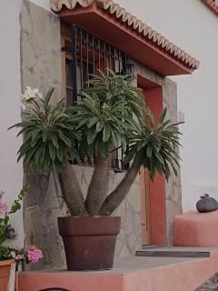 Casa Acosta - Tazacorte - 7