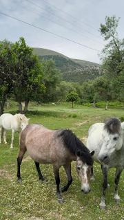 Camping Parknight - Piqeras - 2
