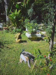The Artist's Farm - Dhiyeliótika - 5