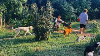 The Artist's Farm - Dhiyeliótika - 6