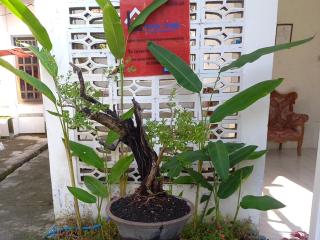 Homestay larangga - Bima - 1
