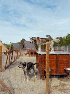 Holmen Husky Lodge - Alta - 3