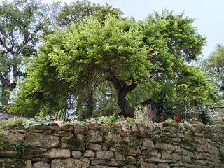IL BORGHETTO Room&Breakfast - Rocca San Casciano - 4