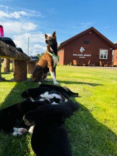Holmen Husky Lodge - Alta - 7