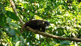 Cabina Corcovado Gittana Tours - Drake - 1
