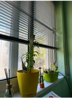 Fresh Apartment Golem - Golem - 1