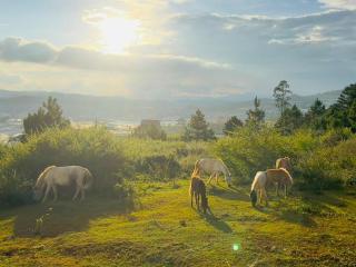 Da Lat Sunset View - Ấp Dangia - 2