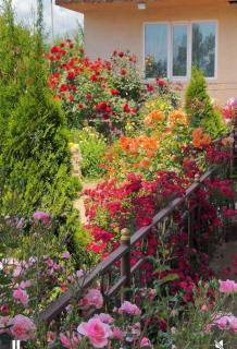 Harmony - Tamchy - 3