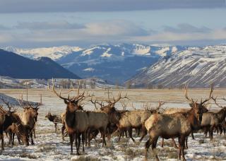 Newly Built - The Targhee at The Basin Luxury Suites - Driggs - 5