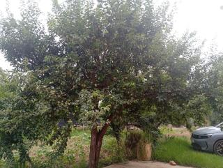 Ferme d'amezmiz - Amizmiz - 9