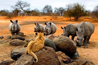 Tshukudu Bush Camp - - 9