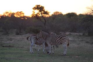 Tshukudu Bush Camp - - 8