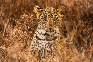 Tshukudu Bush Camp - - 7
